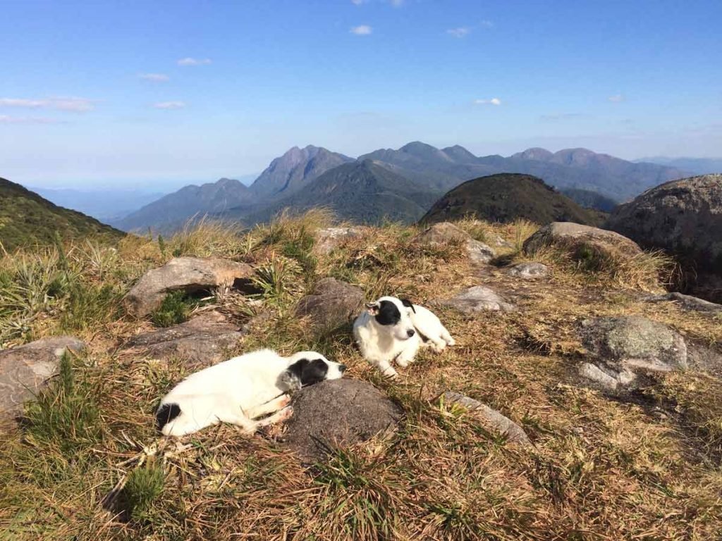 Dois cachorros brancos descansam no topo do morro Capivari Mirim