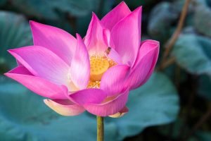 Close de uma flor de lótus rosa, a flor típica da Ásia