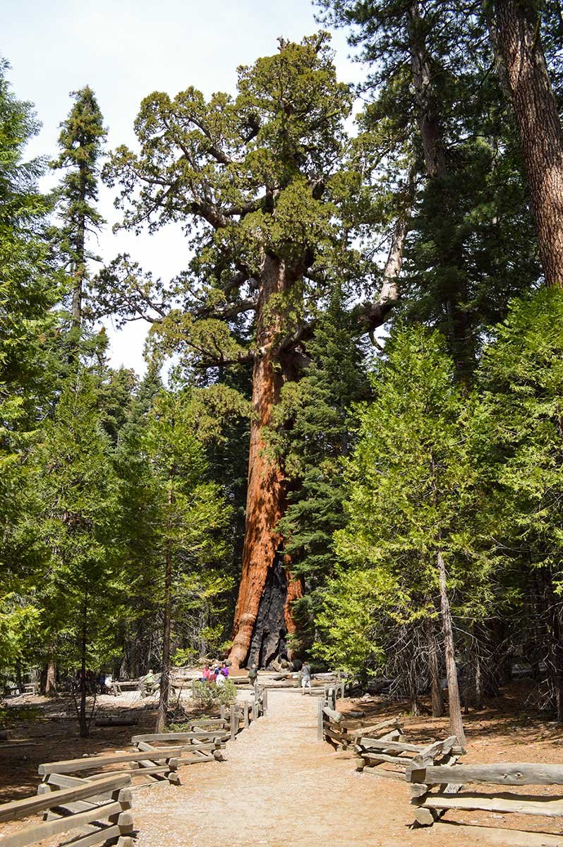 Mariposa-Grove-Yosemite
