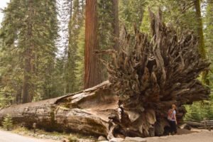raiz-sequoia-Yosemite Pessoa passa em frente às raízes de uma sequoia gigante caída no chão