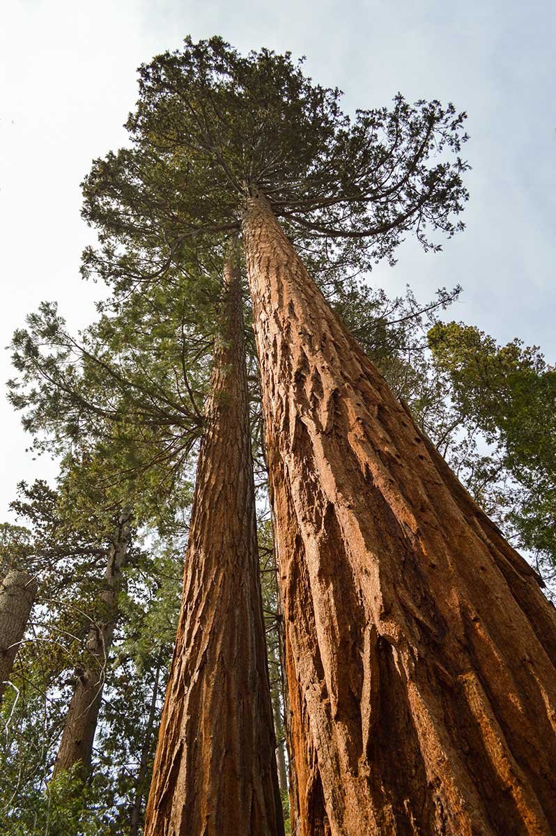 sequoia-Yosemite