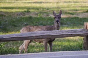 Deer-Yosemite